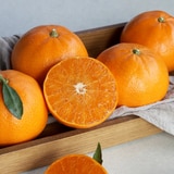 제주 천혜향 선물세트 3kg 9~12입