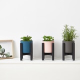 허브식물 9팩 14cm & 24cm