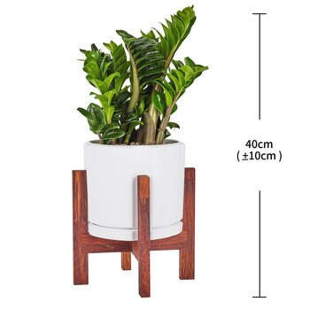 보석금전수 우드스탠드 포함, 40cm