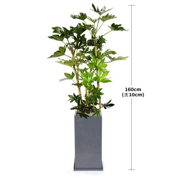 [서울/경기배송]팔손이 160cm