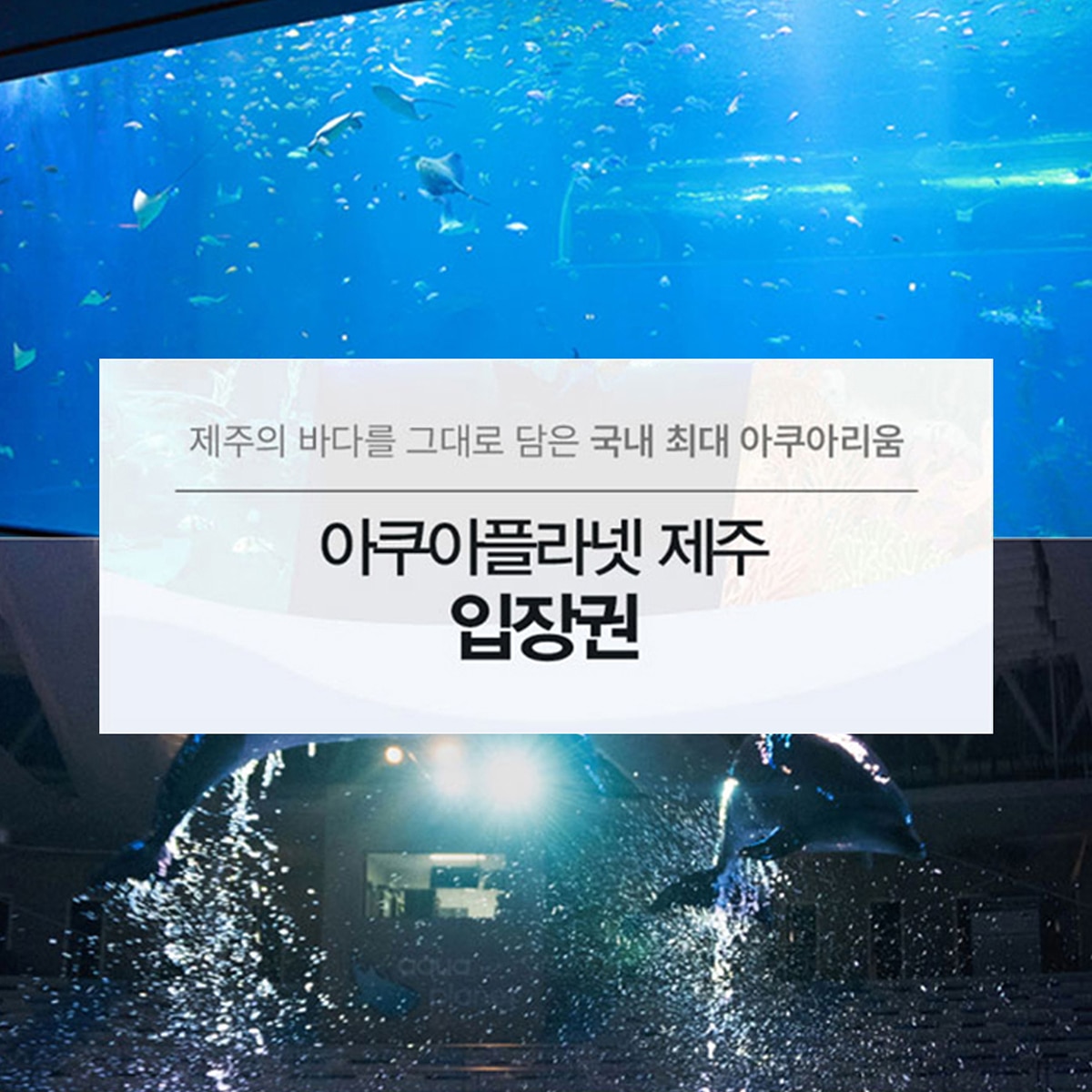 아쿠아플라넷 이용권 (제주점)