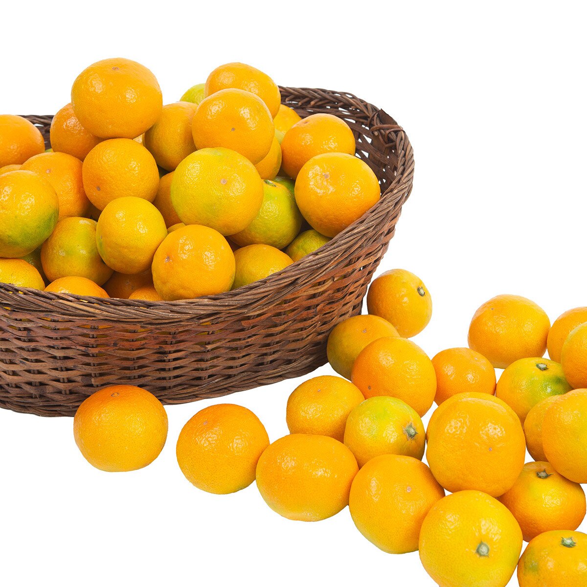 제주 노지 감귤 10kg