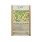 글라디올러스 구근 / 최소구매 2 - 카리스마