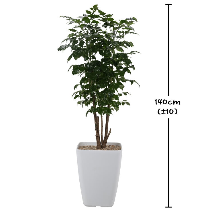 Root of Fragrant 140cm 632289