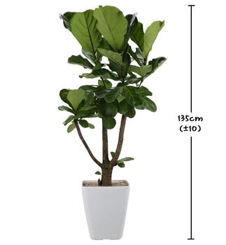 떡갈고무나무 135cm