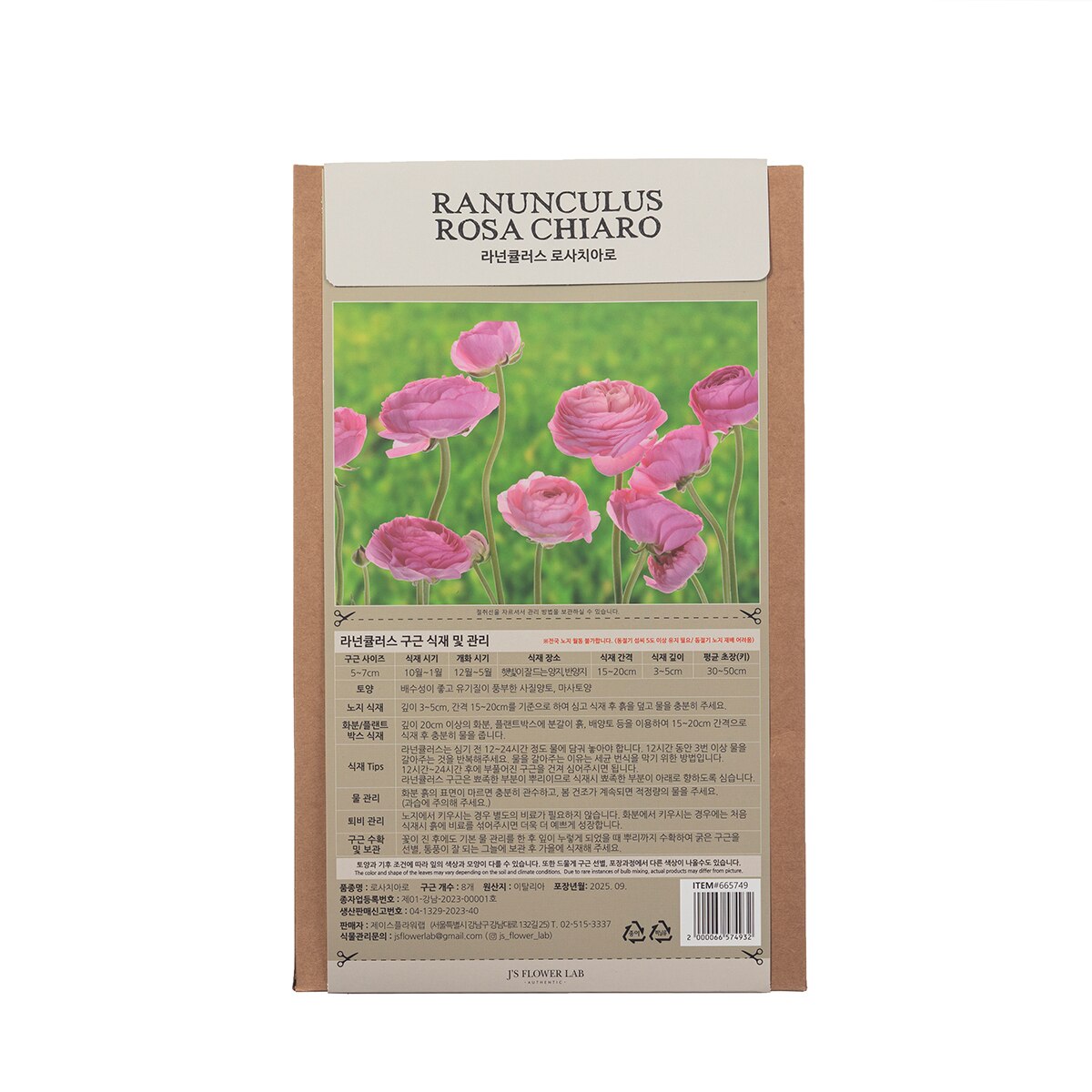 라넌큘러스 구근 / 최소구매 2 - 로사치아로 라넌큘러스 구근 / 최소구매 2 - 로사치아로