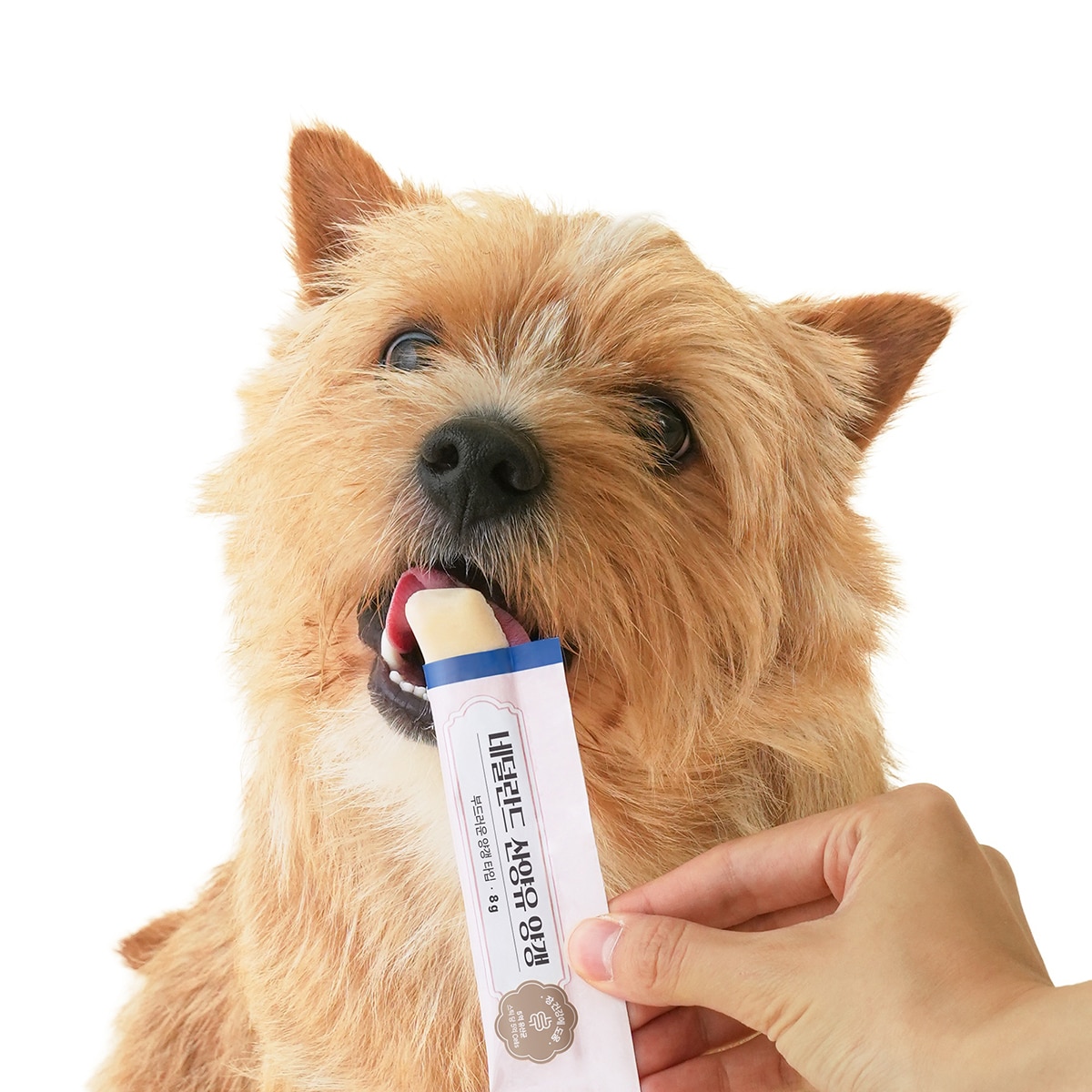 조공 네덜란드 산양유 애견용 양갱 8g x 72 조공 네덜란드 산양유 애견용 양갱 8g x 72