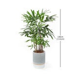 [서울/경기배송] 관음죽 130cm
