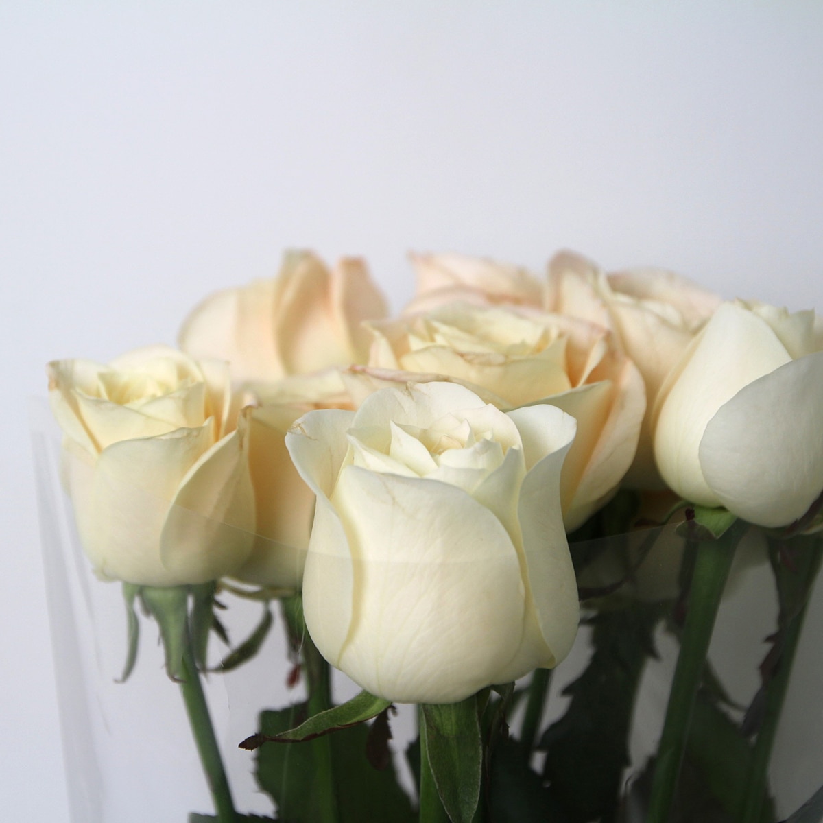 꽃다발 장미 - 아이보리