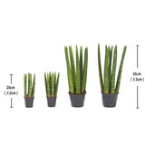 스투키 4팩 재배분 20cm & 35cm