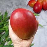브라질 애플망고 선물세트 3.7kg