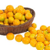 제주 노지 감귤 10kg