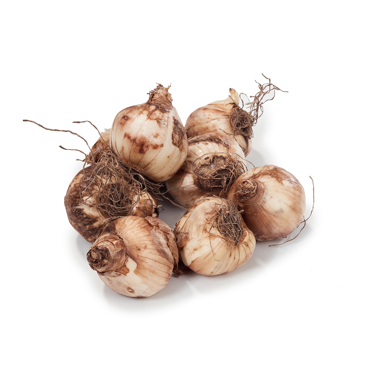 수선화 구근 / 최소구매 2 - 테테아테테 수선화 구근 / 최소구매 2 - 테테아테테