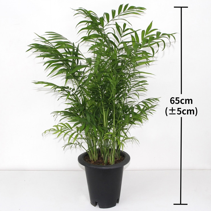 Parlour Palm 675219