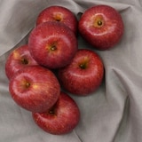 청송사과 세트 5kg (15입 이내)