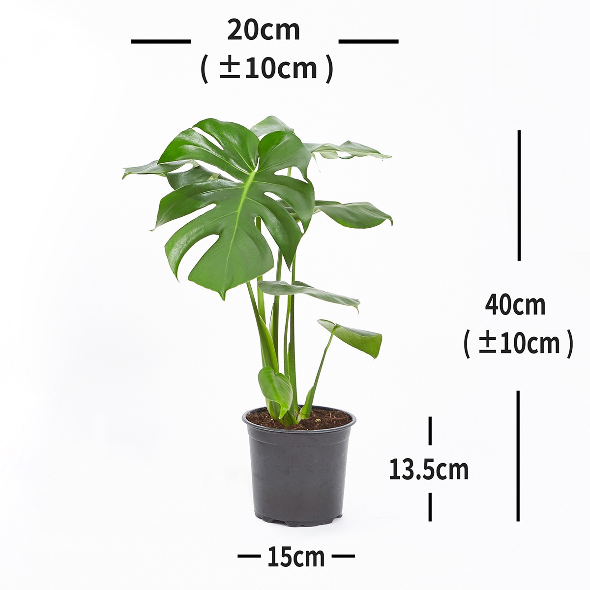 몬스테라 2팩 재배분 40cm