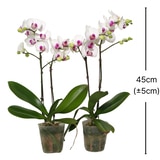 호접란 2팩 재배분 45cm - 흰색