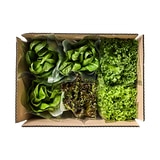 유러피언 쌈채소 5종(440g)