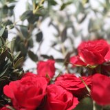 꽃다발 미니 장미 & 파블로 - (장미 - 레드, 파블로 - 그린)