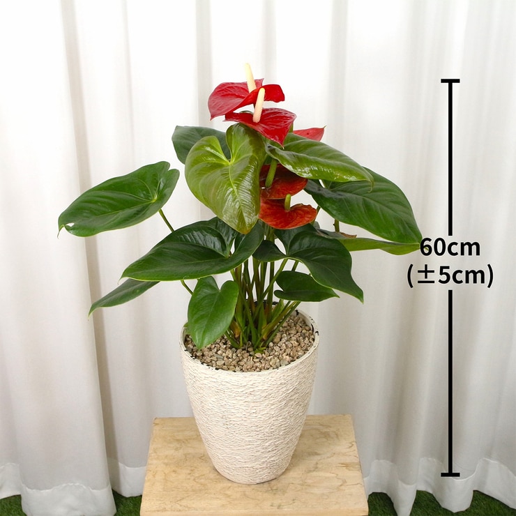 Anthurium 60cm 665373