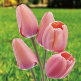 튤립 구근 / 최소구매 2 - 애프리콧 임프레션