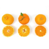 제주 명품 특선 세트5kg (15-18입)