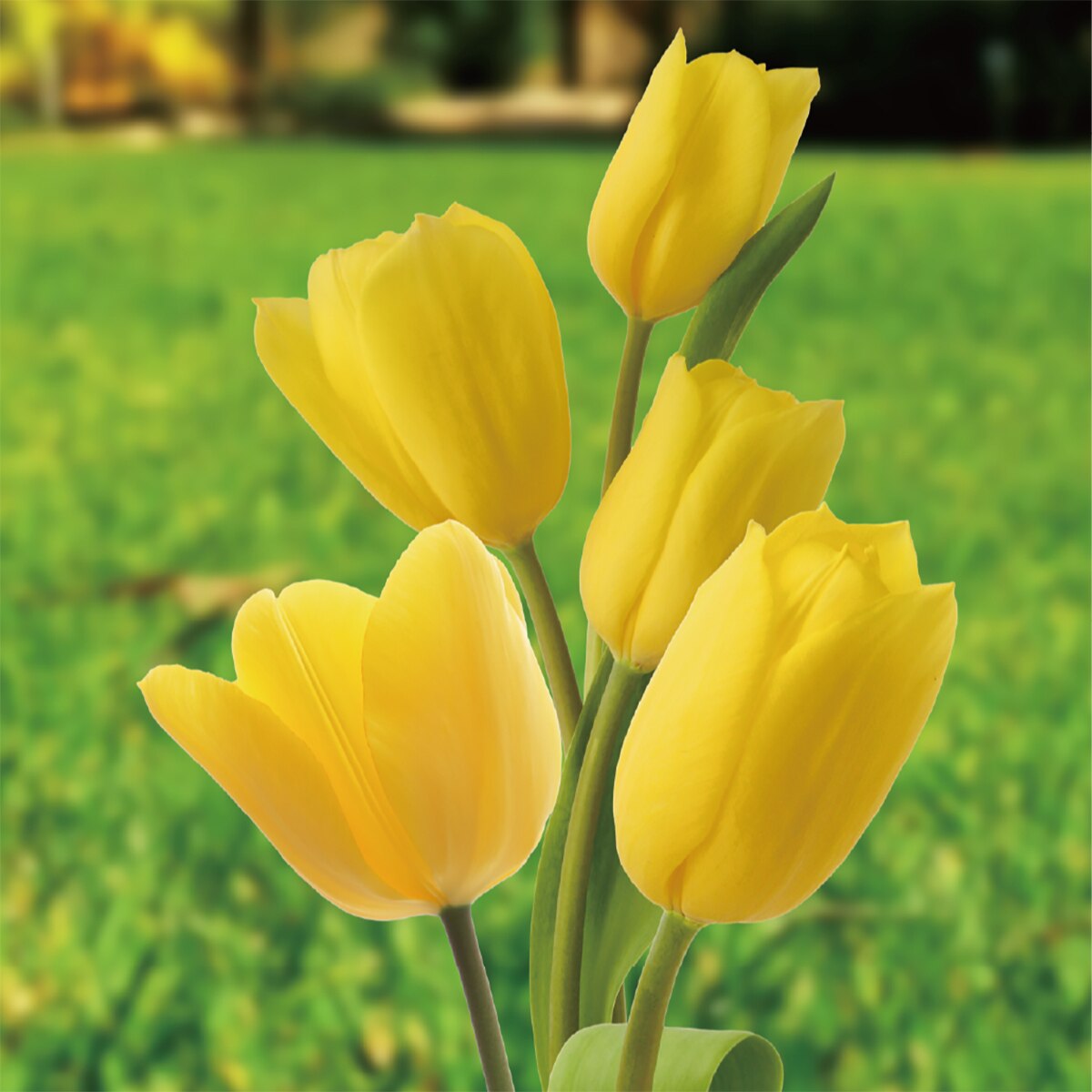 튤립 구근 / 최소구매 2 - 골든 아펠던