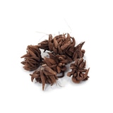 라넌큘러스 구근 / 최소구매 2 - 로사치아로 라넌큘러스 구근 / 최소구매 2 - 로사치아로