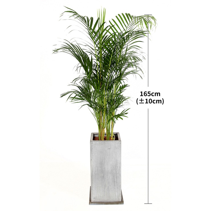 [Seoul/Gyeonggi-do]Areca Palm 165cm 600647