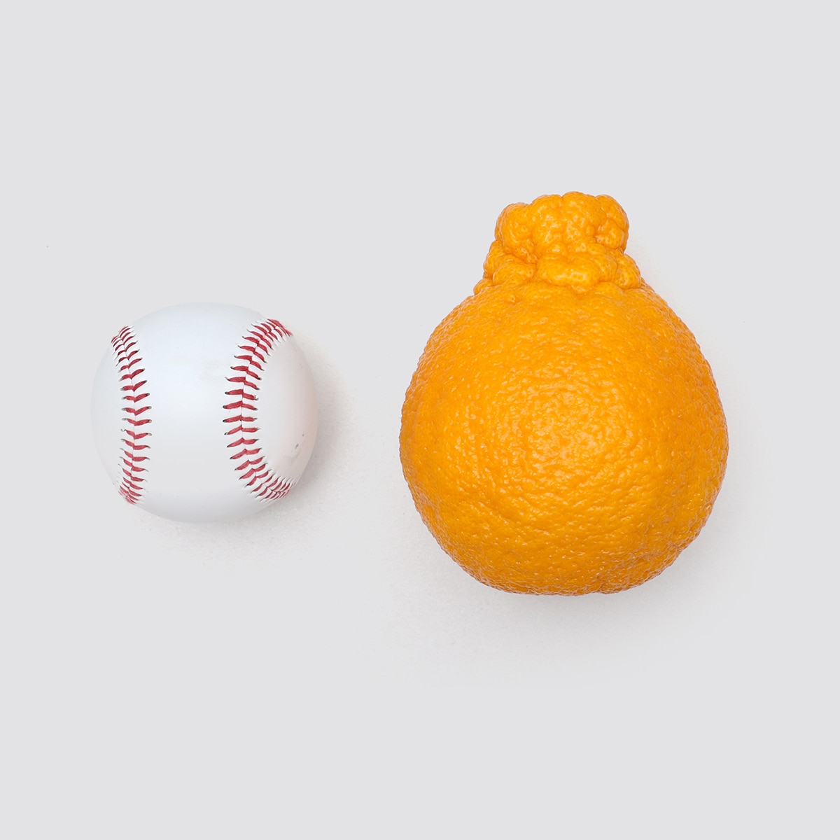 제주 한라봉 선물세트 3kg (6~9입)