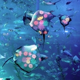 아쿠아플라넷 이용권 (제주점)