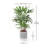 [서울/경기배송] 관음죽 130cm