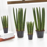 스투키 4팩 재배분 20cm & 35cm