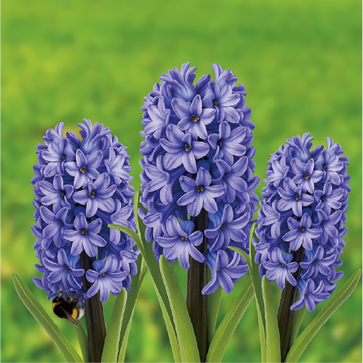 히아신스 구근 / 최소구매 2 - 블루스타 히아신스 구근 / 최소구매 2 - 블루스타