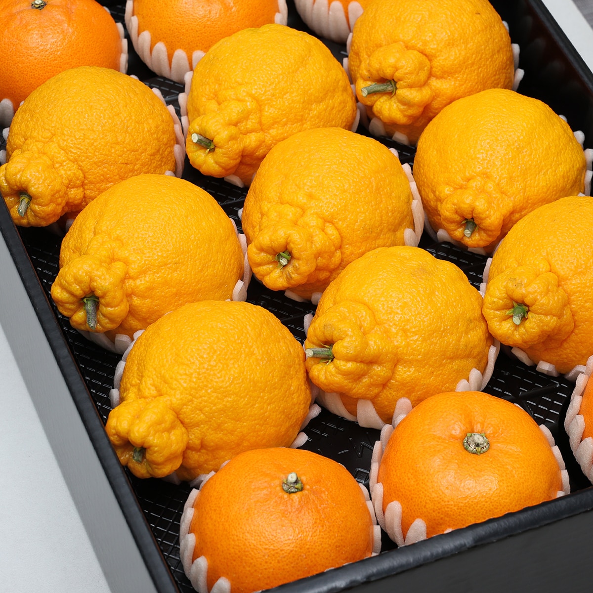 천혜향&한라봉세트5kg