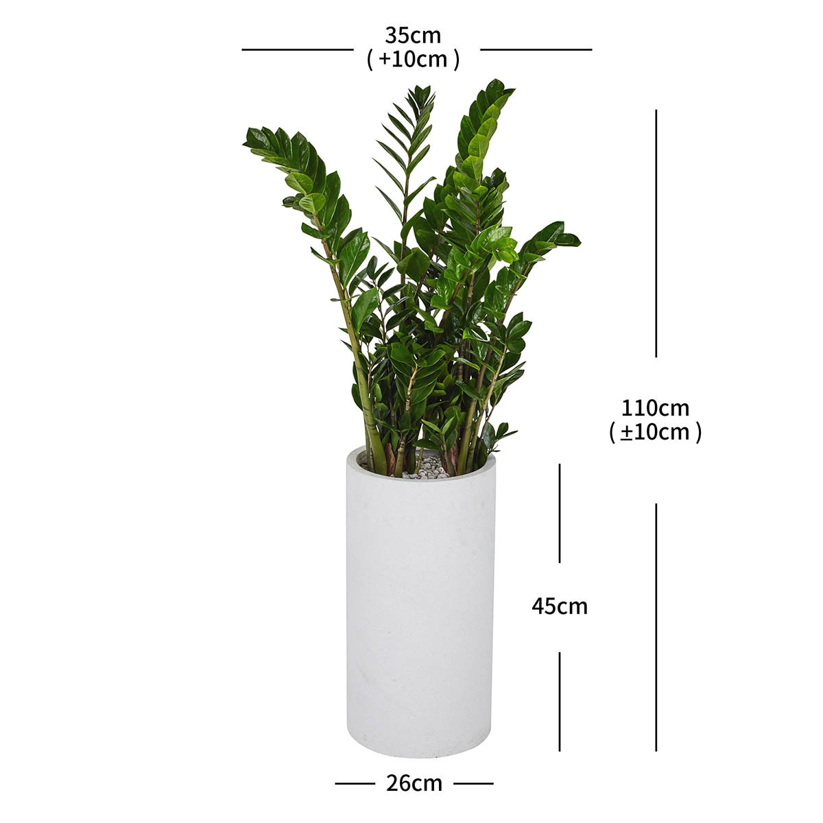 [서울/경기배송]금전수 110cm - 화이트 화분