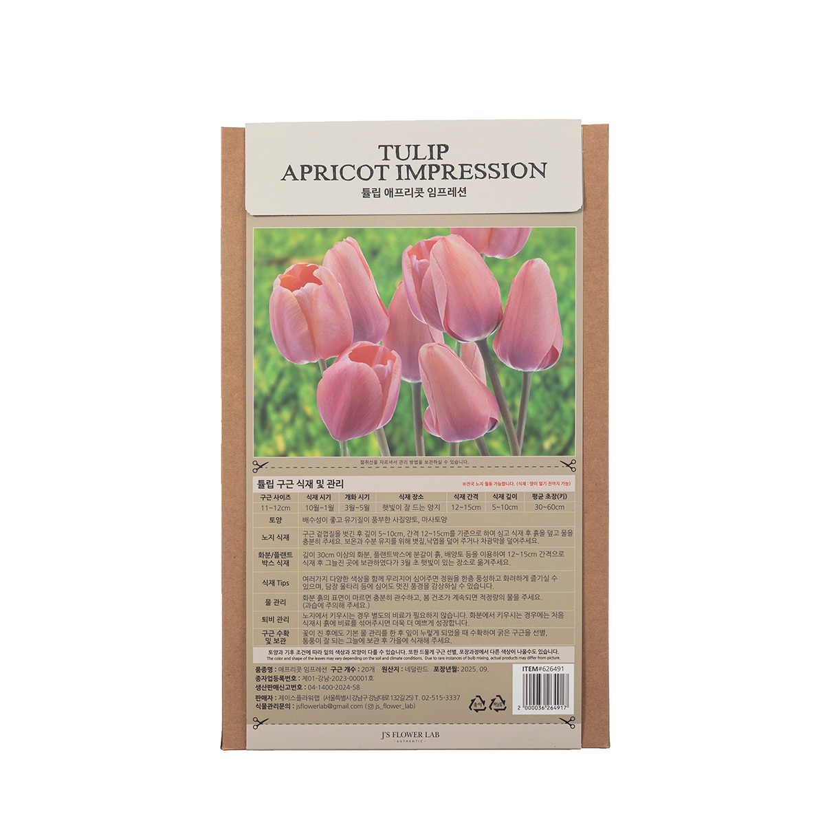 튤립 구근 / 최소구매 2 - 애프리콧 임프레션