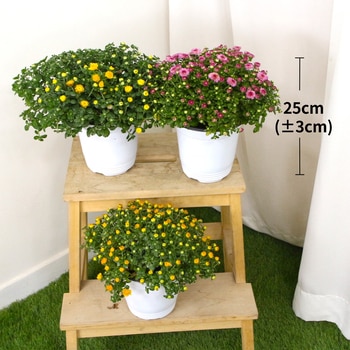 국화 3팩 25cm