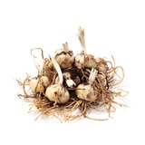 릴리 아시아틱 구근 / 최소구매 2 - 인디안써머셋 릴리 아시아틱 구근 / 최소구매 2 - 인디안써머셋