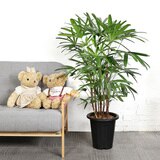[Seoul/Gyeonggi-do] Lady Palm Grower Pot 120cm