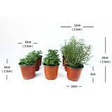 허브식물 9팩 14cm & 24cm