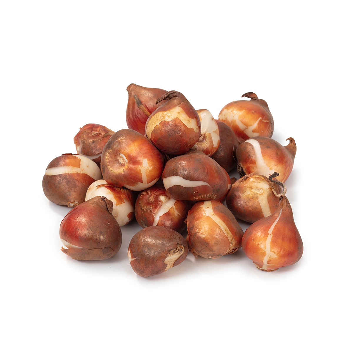 튤립 구근 / 최소구매 2 - 오렌지 라이언