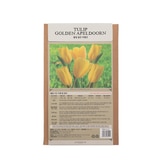 튤립 구근 / 최소구매 2 - 골든 아펠던