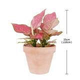 아글라오네마 토분, 25cm