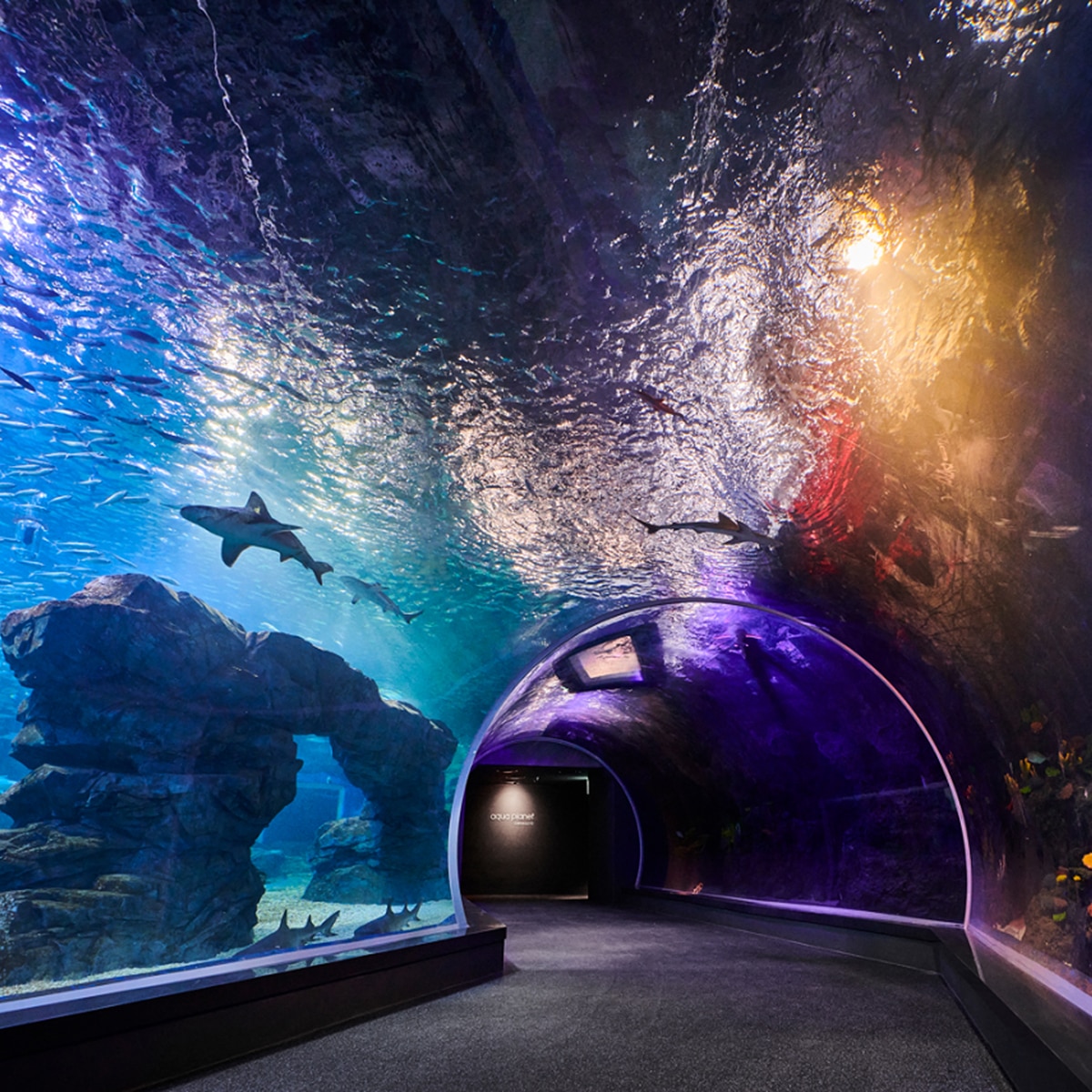 아쿠아플라넷 이용권 (광교점)