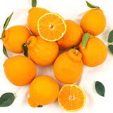 제주 한라봉 5kg 제주 한라봉 5kg