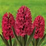 히아신스 구근 / 최소구매 2 - 잔보스 히아신스 구근 / 최소구매 2 - 잔보스