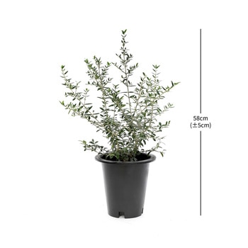 올리브나무 재배분 58cm