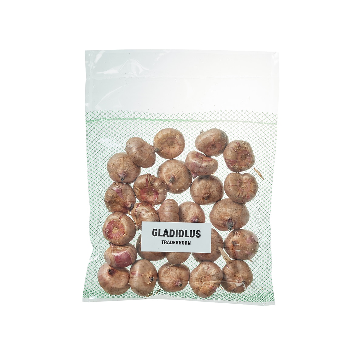 글라디올러스 구근 / 최소구매 2 - 트레이더혼 글라디올러스 구근 / 최소구매 2 - 트레이더혼
