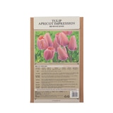 튤립 구근 / 최소구매 2 - 애프리콧 임프레션